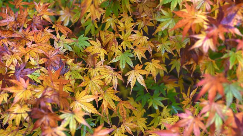 Autumn leaves in a Blackheath garden