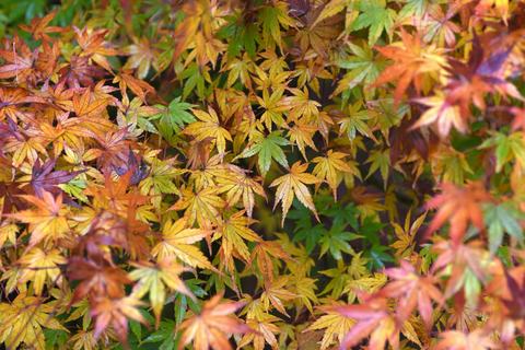 Autumn leaves in a Blackheath garden