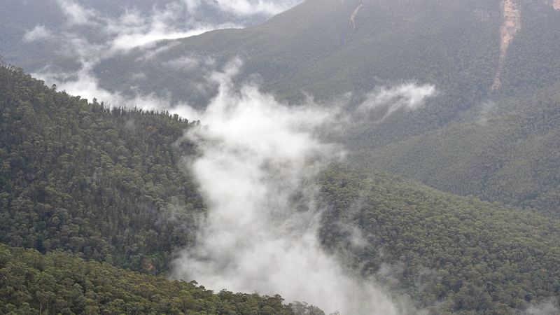 Mist rising from a forested valley at Blackheath