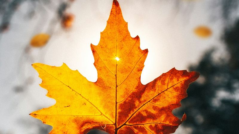 An autumn leaf in Lithgow